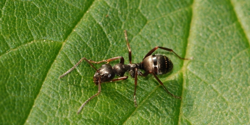 myrer Formicidae