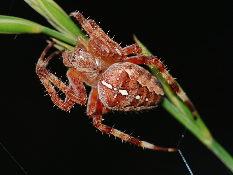 korsedderkop Araneus diadematus